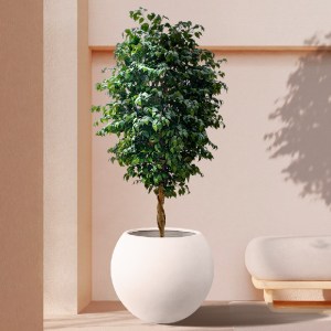 glo-20432-20432_20766 GLOBOSTAR® ARTIFICIAL GARDEN FICUS BENJAMINA TREE 20432 ΤΕΧΝΗΤΟ ΔΙΑΚΟΣΜΗΤΙΚΟ ΦΥΤΟ ΦΙΚΟΣ ΜΠ