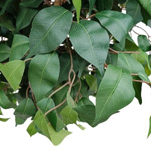 glo-20432-20432_3 GLOBOSTAR® ARTIFICIAL GARDEN FICUS BENJAMINA TREE 20432 ΤΕΧΝΗΤΟ ΔΙΑΚΟΣΜΗΤΙΚΟ ΦΥΤΟ ΦΙΚΟΣ ΜΠ