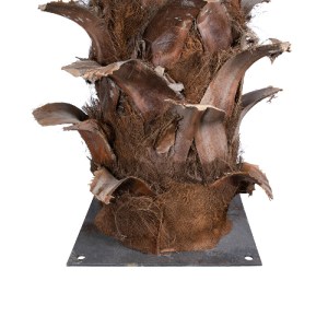 glo-20435-20435_5 GLOBOSTAR® ARTIFICIAL GARDEN COCONUT PALM TREE 20435 ΤΕΧΝΗΤΟ ΔΙΑΚΟΣΜΗΤΙΚΟ ΦΟΙΝΙΚΟΔΕΝΤΡΟ ΚΟ