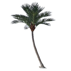 glo-20443-20443_2 GLOBOSTAR® ARTIFICIAL GARDEN CURVED COCONUT PALM TREE 20443 ΤΕΧΝΗΤΟ ΔΙΑΚΟΣΜΗΤΙΚΟ ΚΥΡΤΟ ΦΟΙ