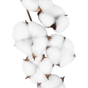 glo-20558-20558_3 GLOBOSTAR® ARTIFICIAL GARDEN COTTON BRANCH 20558 ΤΕΧΝΗΤΟ ΔΙΑΚΟΣΜΗΤΙΚΟ ΚΛΑΔΙ ΒΑΜΒΑΚΙ Υ45CM