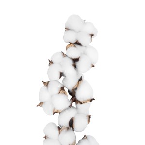 glo-20559-20559_3 GLOBOSTAR® ARTIFICIAL GARDEN COTTON BRANCH 20559 ΤΕΧΝΗΤΟ ΔΙΑΚΟΣΜΗΤΙΚΟ ΚΛΑΔΙ ΒΑΜΒΑΚΙ Y55CM