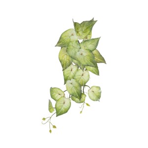 glo-20598-20598_2 GLOBOSTAR® ARTIFICIAL GARDEN SYNGONIUM HANGING PLANT 20598 ΤΕΧΝΗΤΟ ΔΙΑΚΟΣΜΗΤΙΚΟ ΚΡΕΜΑΣΤΟ Φ