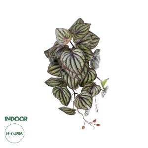 glo-20602-20602_0 GLOBOSTAR® ARTIFICIAL GARDEN PEPEROMIA HANGING PLANT 20602 ΤΕΧΝΗΤΟ ΔΙΑΚΟΣΜΗΤΙΚΟ ΚΡΕΜΑΣΤΟ Φ