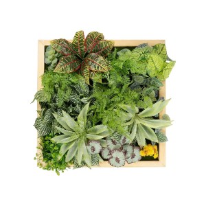glo-20641-20461_2.webp GLOBOSTAR® ARTIFICIAL GARDEN VARIOUS PLANT 20641 ΤΕΧΝΗΤΟ ΔΙΑΚΟΣΜΗΤΙΚΟ ΦΥΛΛΩΣΙΑΣ ΣΕ ΞΥΛΙΝΟ 