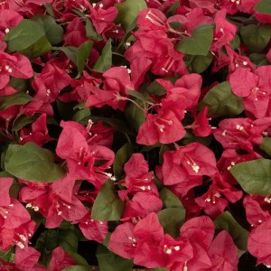 glo-20666-20666_8.webp GLOBOSTAR® ARTIFICIAL GARDEN BOUGANVILLEA PLANT 20666 ΤΕΧΝΗΤΟ ΔΙΑΚΟΣΜΗΤΙΚΟ ΦΥΤΟ ΜΠΟΥΚΑΝΒΙΛ