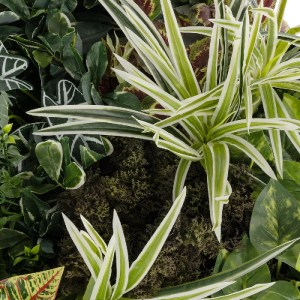 glo-20691-20691_6.webp GLOBOSTAR® ARTIFICIAL GARDEN VARIOUS PLANTS ROUND WALL DISC 20691 ΤΕΧΝΗΤΟ ΔΙΑΚΟΣΜΗΤΙΚΟ ΣΤΡ