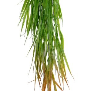 glo-20826-20826_3 GLOBOSTAR® ARTIFICIAL GARDEN HANGING CORN GRASS  20826 ΤΕΧΝΗΤΟ ΔΙΑΚΟΣΜΗΤΙΚΟ ΚΡΕΜΑΣΤΟ ΚΛΑΔΙ