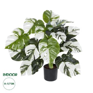 glo-20925-20925_0 GLOBOSTAR® ARTIFICIAL GARDEN ALBINO MONSTERA PLANT 20925 - ΔΙΑΚΟΣΜΗΤΙΚΟ ΦΥΤΟ ΛΕΥΚΗ ΜΟΝΣΤΕΡ