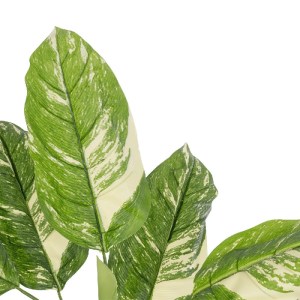 glo-20941-20941_3.webp GLOBOSTAR® ARTIFICIAL GARDEN DIEFFENBACHIA 20941 ΤΕΧΝΗΤΟ ΔΙΑΚΟΣΜΗΤΙΚΟ ΦΥΤΟ ΠΡΑΣΙΝΗ & ΜΠΕΖ 
