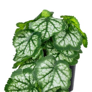 glo-20947-20947_3 GLOBOSTAR® ARTIFICIAL GARDEN WHITE BEGONIA PLANT 20947 ΔΙΑΚΟΣΜΗΤΙΚΟ ΦΥΤΟ ΛΕΥΚΗ ΜΠΙΓΟΝΙΑ Φ2