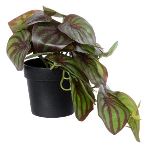 glo-20952-20952_2 GLOBOSTAR® ARTIFICIAL GARDEN BROWN PEPEROMIA PLANT 20952 ΔΙΑΚΟΣΜΗΤΙΚΟ ΦΥΤΟ ΚΑΦΕ ΠΕΠΕΡΟΜΙΑ 