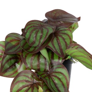 glo-20952-20952_3 GLOBOSTAR® ARTIFICIAL GARDEN BROWN PEPEROMIA PLANT 20952 ΔΙΑΚΟΣΜΗΤΙΚΟ ΦΥΤΟ ΚΑΦΕ ΠΕΠΕΡΟΜΙΑ 