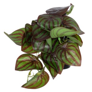 glo-20952-20952_4 GLOBOSTAR® ARTIFICIAL GARDEN BROWN PEPEROMIA PLANT 20952 ΔΙΑΚΟΣΜΗΤΙΚΟ ΦΥΤΟ ΚΑΦΕ ΠΕΠΕΡΟΜΙΑ 