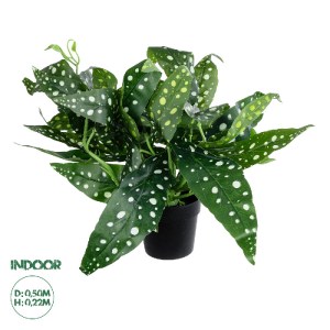 glo-20959-20959_0 GLOBOSTAR® ARTIFICIAL GARDEN BEGONIA POLKA DOT PLANT 20959 ΔΙΑΚΟΣΜΗΤΙΚΟ ΦΥΤΟ ΒΙΓΟΝΙΑ Φ50 X