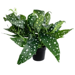 glo-20959-20959_2 GLOBOSTAR® ARTIFICIAL GARDEN BEGONIA POLKA DOT PLANT 20959 ΔΙΑΚΟΣΜΗΤΙΚΟ ΦΥΤΟ ΒΙΓΟΝΙΑ Φ50 X