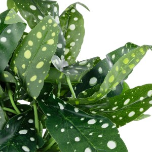 glo-20959-20959_3 GLOBOSTAR® ARTIFICIAL GARDEN BEGONIA POLKA DOT PLANT 20959 ΔΙΑΚΟΣΜΗΤΙΚΟ ΦΥΤΟ ΒΙΓΟΝΙΑ Φ50 X