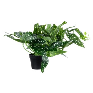 glo-20959-20959_4 GLOBOSTAR® ARTIFICIAL GARDEN BEGONIA POLKA DOT PLANT 20959 ΔΙΑΚΟΣΜΗΤΙΚΟ ΦΥΤΟ ΒΙΓΟΝΙΑ Φ50 X