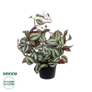glo-20961-20961_0 GLOBOSTAR® ARTIFICIAL GARDEN ZEBRINA PLANT 20961 ΔΙΑΚΟΣΜΗΤΙΚΟ ΦΥΤΟ ΖΕΜΠΡΙΝΑ Φ45 X Υ22CM