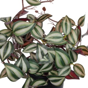glo-20961-20961_3 GLOBOSTAR® ARTIFICIAL GARDEN ZEBRINA PLANT 20961 ΔΙΑΚΟΣΜΗΤΙΚΟ ΦΥΤΟ ΖΕΜΠΡΙΝΑ Φ45 X Υ22CM