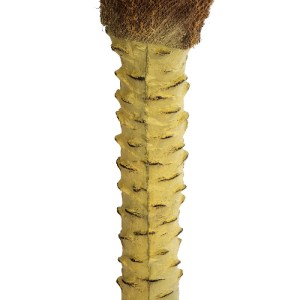 glo-20968-20968_5 GLOBOSTAR® ARTIFICIAL GARDEN PHOENIX PALM TREE 20968 ΤΕΧΝΗΤΟ ΔΙΑΚΟΣΜΗΤΙΚΟ ΦΥΤΟ ΦΟΙΝΙΚΑΣ Φ1