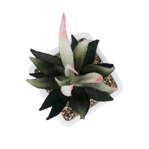 glo-20974-20974_3 GLOBOSTAR® ARTIFICIAL GARDEN SUCCULENT ALOE POTTED PLANT 20974 ΔΙΑΚΟΣΜΗΤΙΚΟ ΦΥΤΟ ΑΛΟΗΣ Φ7 