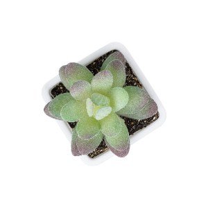 glo-20975-20975_3 GLOBOSTAR® ARTIFICIAL GARDEN  SUCCULENT SEDEVERIA POTTED PLANT 20975 ΔΙΑΚΟΣΜΗΤΙΚΟ ΦΥΤΟ ΦΟΙ