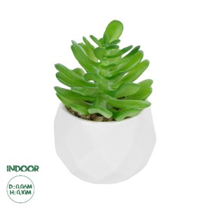 glo-20986-20986_0 GLOBOSTAR® ARTIFICIAL GARDEN SUCCULENT CRASSULA POTTED PLANT 20986 ΔΙΑΚΟΣΜΗΤΙΚΟ ΦΥΤΟ ΚΡΑΣΟ