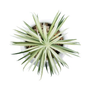 glo-20997-20997_3 GLOBOSTAR® ARTIFICIAL GARDEN SUCCULENT SENECIO 20997 ΔΙΑΚΟΣΜΗΤΙΚΟ ΦΥΤΟ ΠΑΧΥΦΥΤΟ ΣΕΝΕΚΙΟ Υ1
