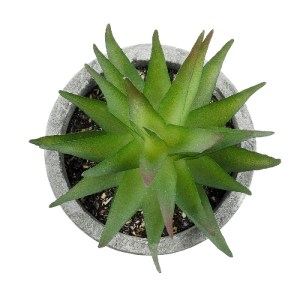 glo-21010-21010_3 GLOBOSTAR® ARTIFICIAL GARDEN SUCCULENT ALOE 21010 ΔΙΑΚΟΣΜΗΤΙΚΟ ΦΥΤΟ ΠΑΧΥΦΥΤΟ ΑΛΟΗ Υ11CM