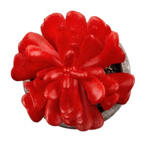 glo-21013-21013_3 GLOBOSTAR® ARTIFICIAL GARDEN SUCCULENT CRASSULA 21013 ΔΙΑΚΟΣΜΗΤΙΚΟ ΦΥΤΟ ΠΑΧΥΦΥΤΟ ΚΡΑΣΟΥΛΑ 