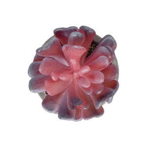 glo-21015-21015_3 GLOBOSTAR® ARTIFICIAL GARDEN SUCCULENT CRASSULA POTTED PLANT 21015 ΔΙΑΚΟΣΜΗΤΙΚΟ ΦΥΤΟ ΚΡΑΣΟ