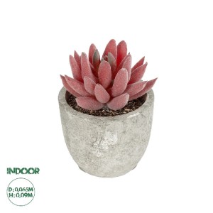 glo-21020-21020_0.webp GLOBOSTAR® ARTIFICIAL GARDEN SUCCULENT SEDEVERIA 21020 ΤΕΧΝΗΤΟ ΔΙΑΚΟΣΜΗΤΙΚΟ ΦΥΤΟ ΣΕΔΕΒΕΡΙΑ