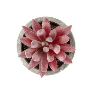 glo-21020-21020_3.webp GLOBOSTAR® ARTIFICIAL GARDEN SUCCULENT SEDEVERIA 21020 ΤΕΧΝΗΤΟ ΔΙΑΚΟΣΜΗΤΙΚΟ ΦΥΤΟ ΣΕΔΕΒΕΡΙΑ