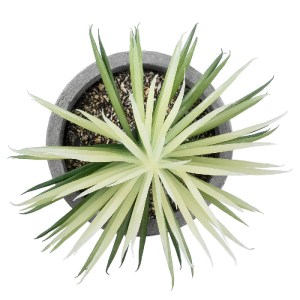 glo-21024-21024_3 GLOBOSTAR® ARTIFICIAL GARDEN SUCCULENT SENECIO 21024 ΔΙΑΚΟΣΜΗΤΙΚΟ ΦΥΤΟ ΠΑΧΥΦΥΤΟ ΣΕΝΕΚΙΟ Υ1