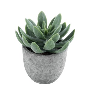 glo-21025-21025_2 GLOBOSTAR® ARTIFICIAL GARDEN SUCCULENT SEDEVERIA 21025 ΔΙΑΚΟΣΜΗΤΙΚΟ ΦΥΤΟ ΠΑΧΥΦΥΤΟ ΣΕΝΤΕΒΕΡ