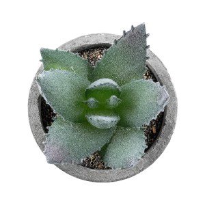glo-21026-21026_3 GLOBOSTAR® ARTIFICIAL GARDEN SUCCULENT ALOE 21026 ΔΙΑΚΟΣΜΗΤΙΚΟ ΦΥΤΟ ΠΑΧΥΦΥΤΟ ΑΛΟΗ Υ10.5CM