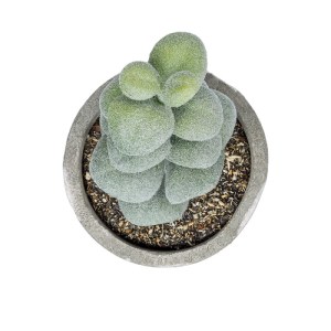 glo-21027-21027_3 GLOBOSTAR® ARTIFICIAL GARDEN SUCCULENT SEDEVERIA POTTED PLANT 21027 ΔΙΑΚΟΣΜΗΤΙΚΟ ΦΥΤΟ ΣΕΔΕ