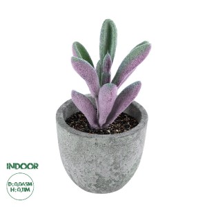 glo-21031-21031_0 GLOBOSTAR® ARTIFICIAL GARDEN SUCCULENT CRASULLA 21031 ΔΙΑΚΟΣΜΗΤΙΚΟ ΦΥΤΟ ΠΑΧΥΦΥΤΟ ΚΡΑΣΟΥΛΑ 