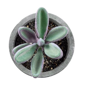 glo-21031-21031_3 GLOBOSTAR® ARTIFICIAL GARDEN SUCCULENT CRASULLA 21031 ΔΙΑΚΟΣΜΗΤΙΚΟ ΦΥΤΟ ΠΑΧΥΦΥΤΟ ΚΡΑΣΟΥΛΑ 