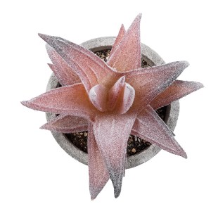 glo-21032-21032_3 GLOBOSTAR® ARTIFICIAL GARDEN SUCCULENT ALOE 21032 ΔΙΑΚΟΣΜΗΤΙΚΟ ΦΥΤΟ ΠΑΧΥΦΥΤΟ ΑΛΟΗ Υ11CM