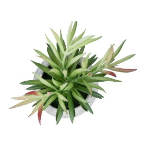 glo-21038-21038_3 GLOBOSTAR® ARTIFICIAL GARDEN SUCCULENT CRASSULA POTTED PLANT 21038 ΔΙΑΚΟΣΜΗΤΙΚΟ ΦΥΤΟ ΚΡΑΣΟ