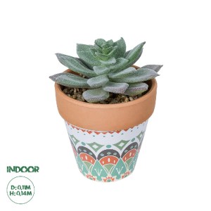 glo-21041-21041_0 GLOBOSTAR® ARTIFICIAL GARDEN SUCCULENT SEDEVERIA POTTED PLANT 21041 ΔΙΑΚΟΣΜΗΤΙΚΟ ΦΥΤΟ ΣΕΔΕ
