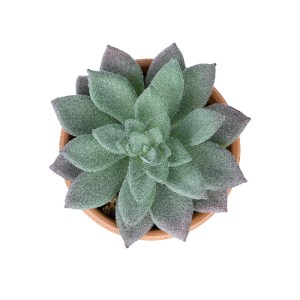 glo-21041-21041_3 GLOBOSTAR® ARTIFICIAL GARDEN SUCCULENT SEDEVERIA POTTED PLANT 21041 ΔΙΑΚΟΣΜΗΤΙΚΟ ΦΥΤΟ ΣΕΔΕ
