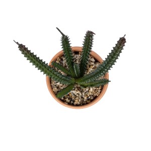 glo-21045-21045_3 GLOBOSTAR® ARTIFICIAL GARDEN SUCCULENT EUPHORBIA POTTED PLANT 21045 ΔΙΑΚΟΣΜΗΤΙΚΟ ΦΥΤΟ ΕΥΦΟ