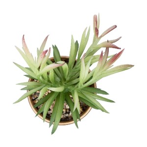 glo-21046-21046_3 GLOBOSTAR® ARTIFICIAL GARDEN SUCCULENT CRASSULA POTTED PLANT 21046 ΔΙΑΚΟΣΜΗΤΙΚΟ ΦΥΤΟ ΚΡΑΣΟ