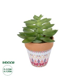 glo-21048-21048_0 GLOBOSTAR® ARTIFICIAL GARDEN SUCCULENT ECHEVERIA POTTED PLANT 21048 ΔΙΑΚΟΣΜΗΤΙΚΟ ΦΥΤΟ ΕΧΕΒ