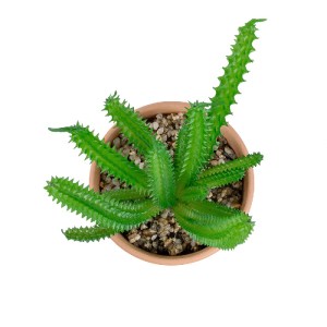 glo-21052-21052_3 GLOBOSTAR® ARTIFICIAL GARDEN SUCCULENT EUPHORBIA POTTED PLANT 21052 ΔΙΑΚΟΣΜΗΤΙΚΟ ΦΥΤΟ ΕΥΦΟ