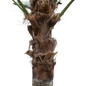 glo-21057-21057_4 GLOBOSTAR® ARTIFICIAL GARDEN PLANT PALM TREE 21057 ΔΙΑΚΟΣΜΗΤΙΚΟ ΔΕΝΤΡΟ ΦΟΙΝΙΚΑ  Φ240 X Υ60