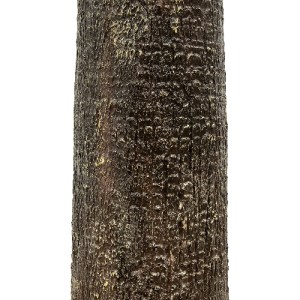 glo-21057-21057_5 GLOBOSTAR® ARTIFICIAL GARDEN PLANT PALM TREE 21057 ΔΙΑΚΟΣΜΗΤΙΚΟ ΔΕΝΤΡΟ ΦΟΙΝΙΚΑ  Φ240 X Υ60